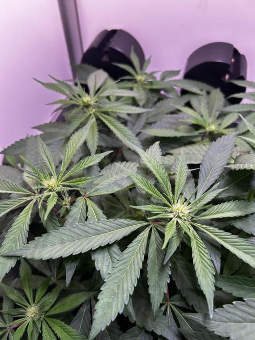 Thunder Banana Reveg.. Week 11