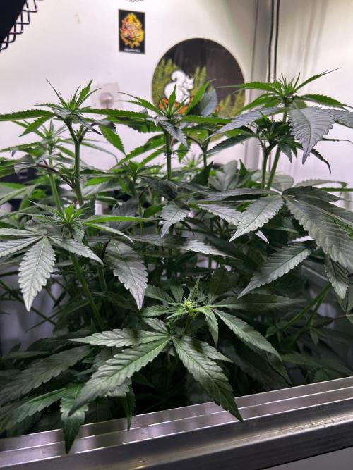 Thunder Banana Reveg.. Week 11