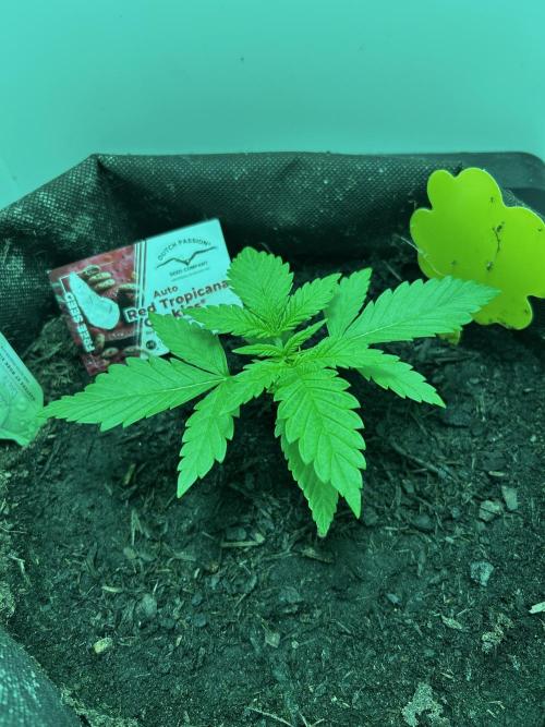 Red Tropicana Cookies. Week 1