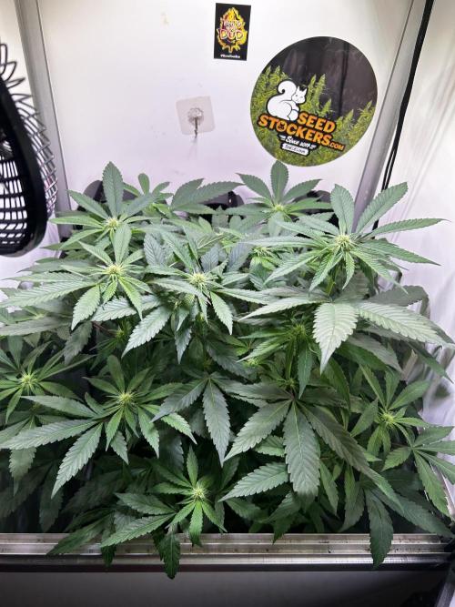 Thunder Banana Reveg.. Week 12