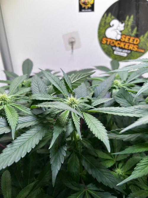 Thunder Banana Reveg.. Week 12