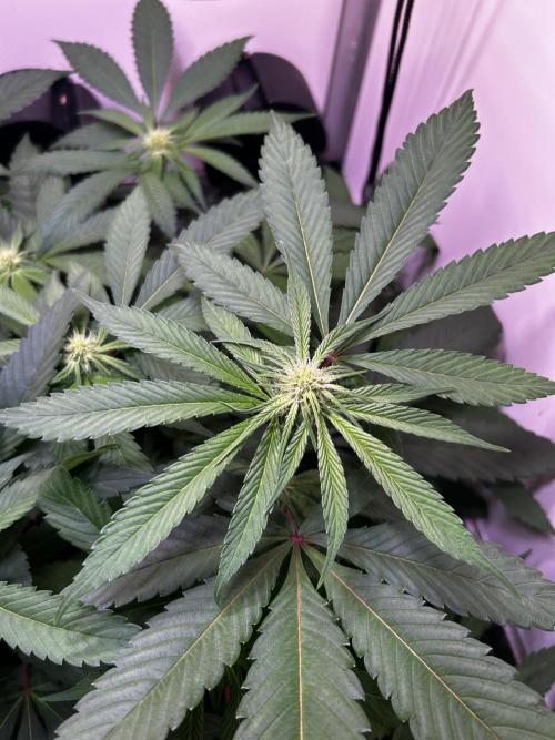 Thunder Banana Reveg.. Week 12