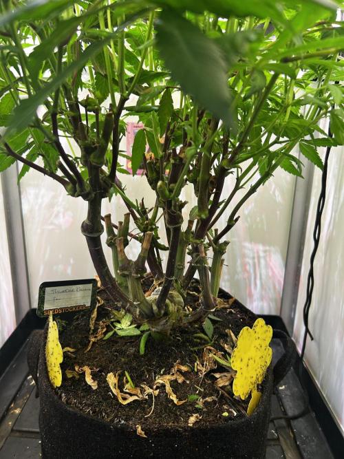 Thunder Banana Reveg.. Week 12