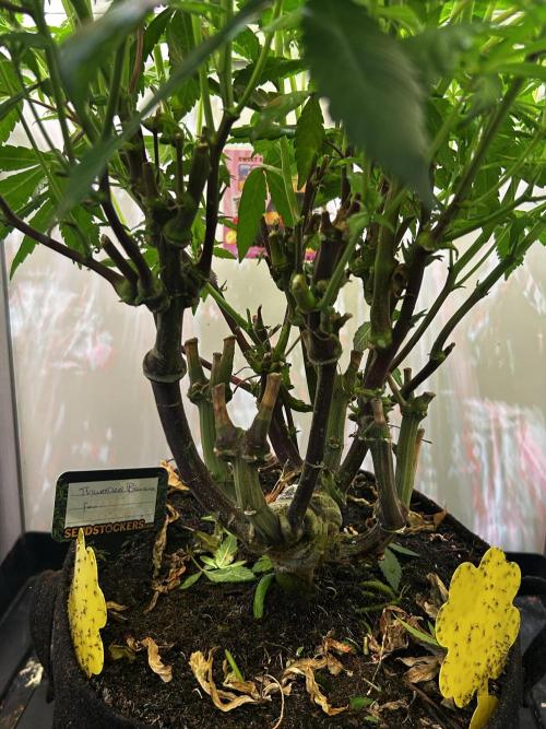 Thunder Banana Reveg.. Week 12