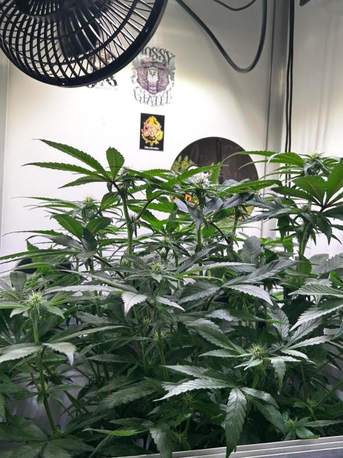 Thunder Banana Reveg.. Week 12