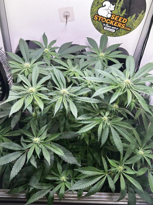 Thunder Banana Reveg.. Week 12