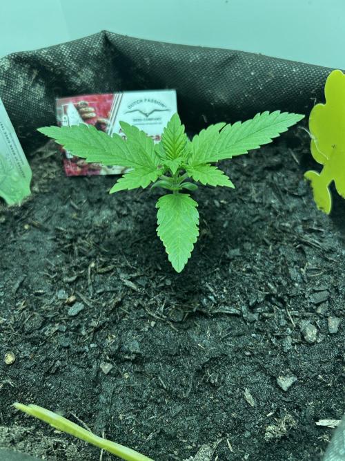 Red Tropicana Cookies. Week 2