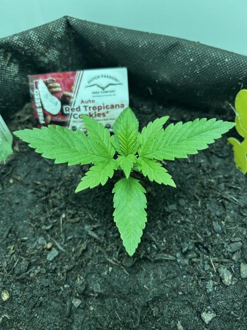 Red Tropicana Cookies. Week 2