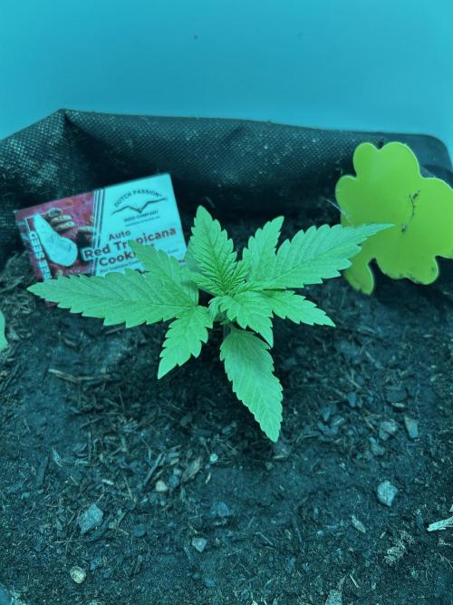 Red Tropicana Cookies. Week 2