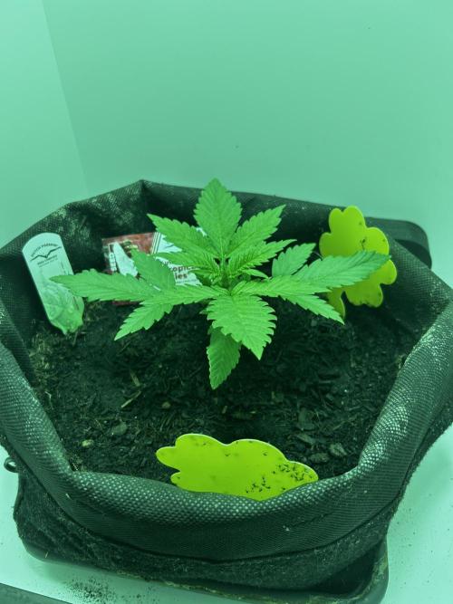 Red Tropicana Cookies. Week 2