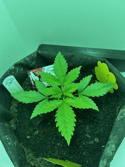 Red Tropicana Cookies. Week 2