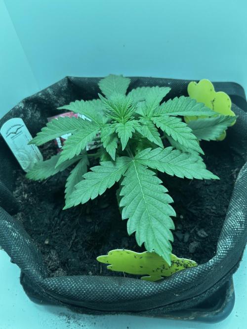 Red Tropicana Cookies. Week 2