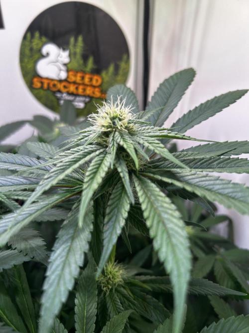 Thunder Banana Reveg.. Week 12