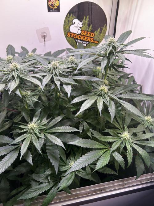Thunder Banana Reveg.. Week 12