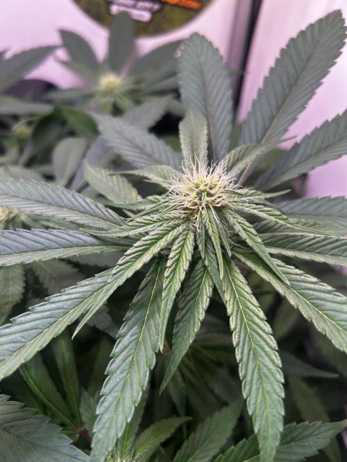 Thunder Banana Reveg.. Week 12