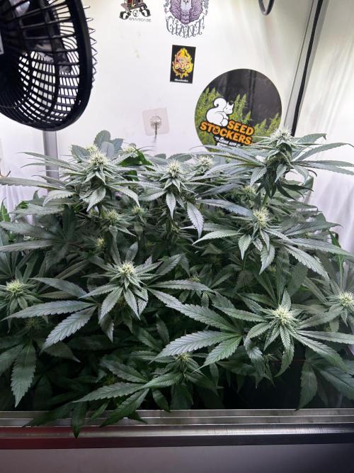 Thunder Banana Reveg.. Week 13