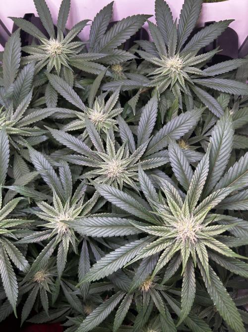 Thunder Banana Reveg.. Week 13