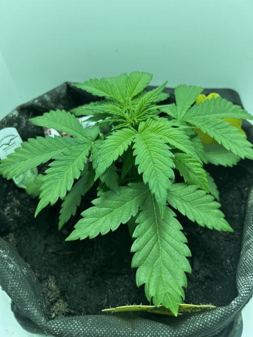 Red Tropicana Cookies. Week 3