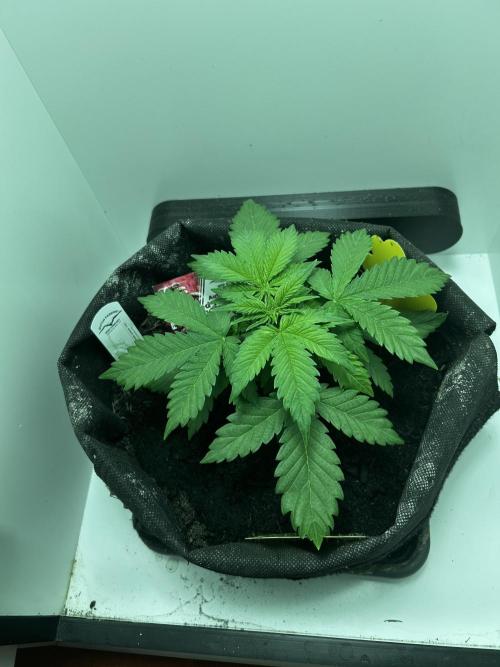 Red Tropicana Cookies. Week 3