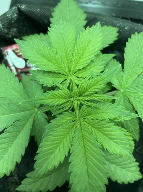 Red Tropicana Cookies. Week 3