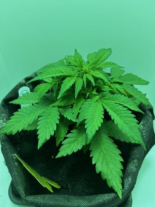 Red Tropicana Cookies. Week 3