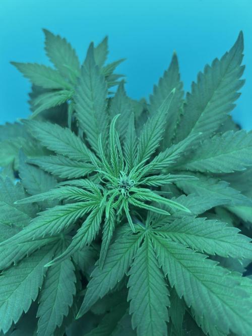 Red Tropicana Cookies. Week 5