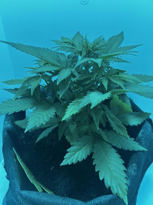 Red Tropicana Cookies. Week 5