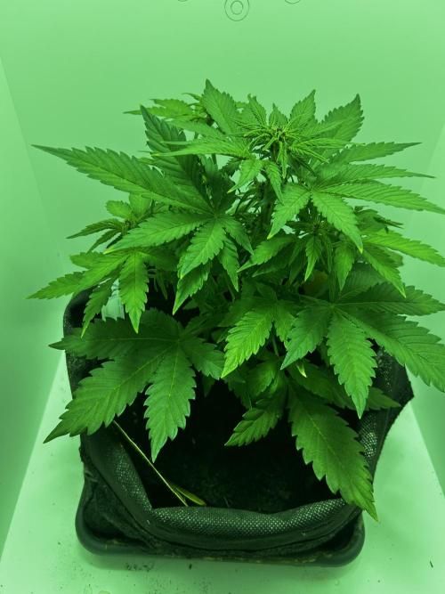 Red Tropicana Cookies. Week 5