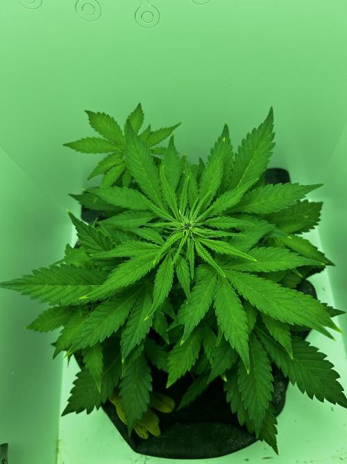 Red Tropicana Cookies. Week 5