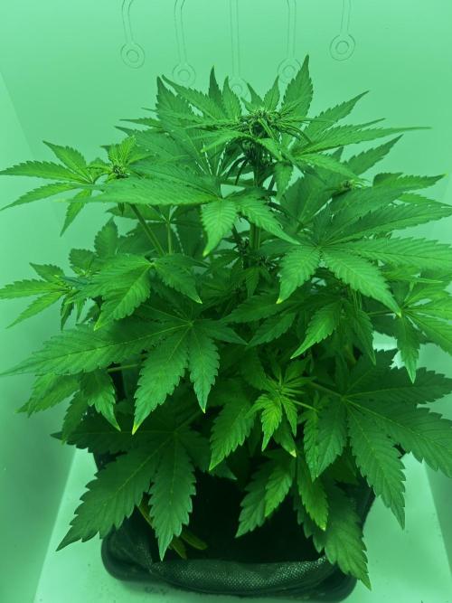 Red Tropicana Cookies. Week 5