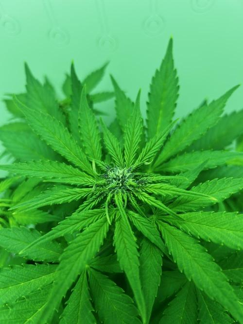 Red Tropicana Cookies. Week 5