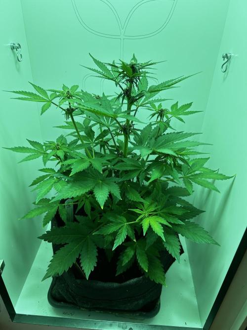 Red Tropicana Cookies. Week 5