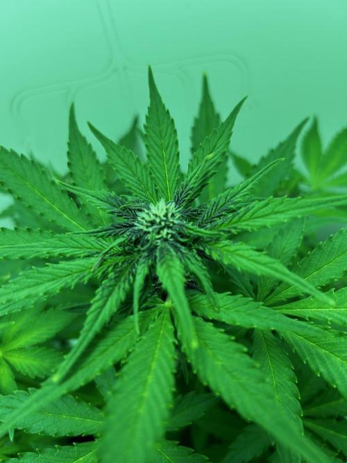 Red Tropicana Cookies. Week 5