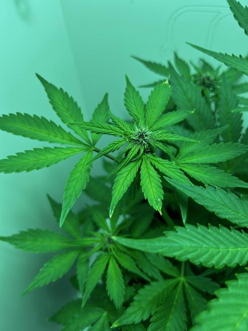 Red Tropicana Cookies. Week 5