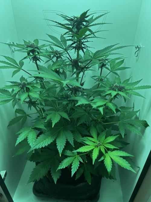 Red Tropicana Cookies. Week 6