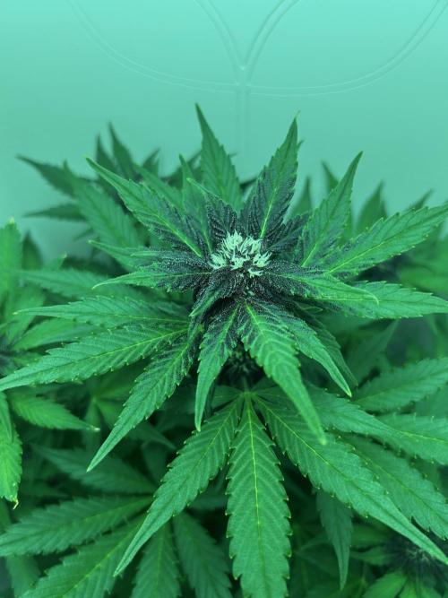 Red Tropicana Cookies. Week 6