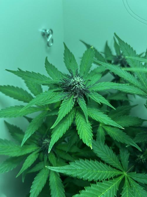 Red Tropicana Cookies. Week 6