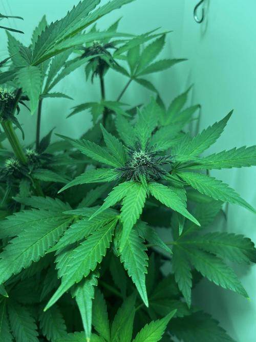 Red Tropicana Cookies. Week 6