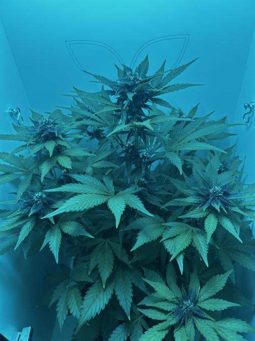 Red Tropicana Cookies. Week 7