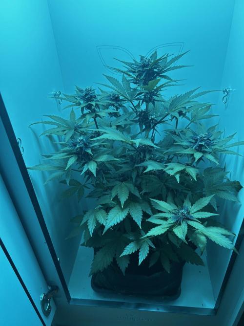 Red Tropicana Cookies. Week 7