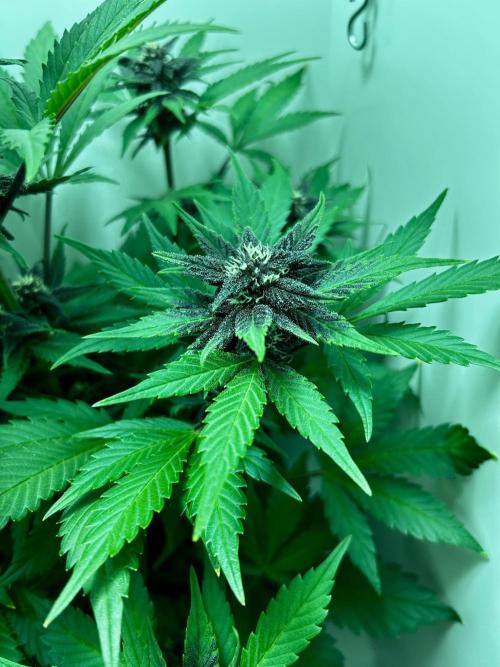 Red Tropicana Cookies. Week 7