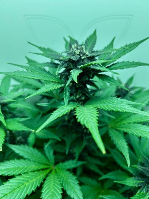 Red Tropicana Cookies. Week 7