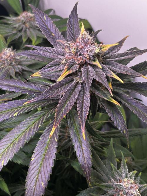 Thunder Banana Reveg.. Week 16