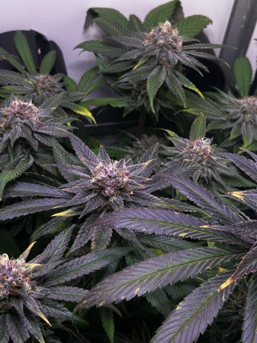 Thunder Banana Reveg.. Week 16