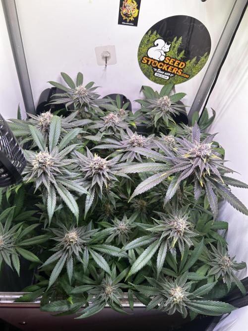 Thunder Banana Reveg.. Week 16
