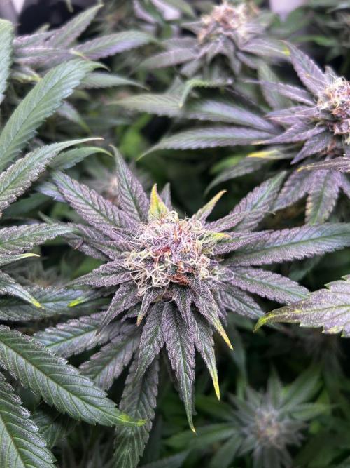 Thunder Banana Reveg.. Week 16