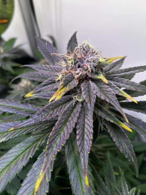 Thunder Banana Reveg.. Week 16