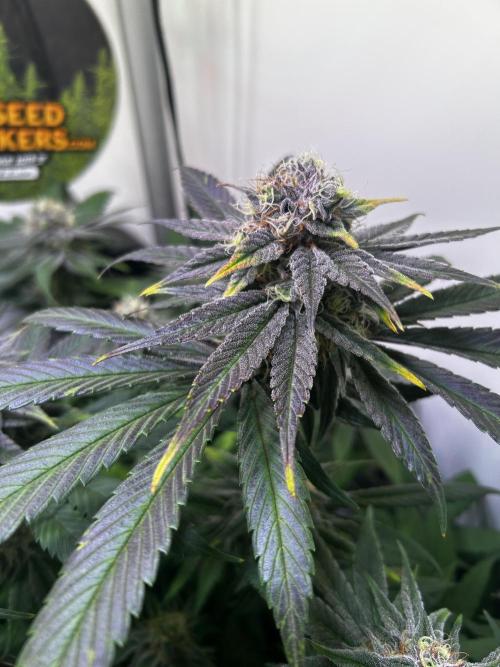 Thunder Banana Reveg.. Week 16