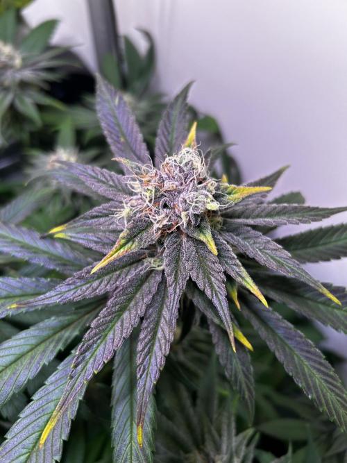 Thunder Banana Reveg.. Week 16