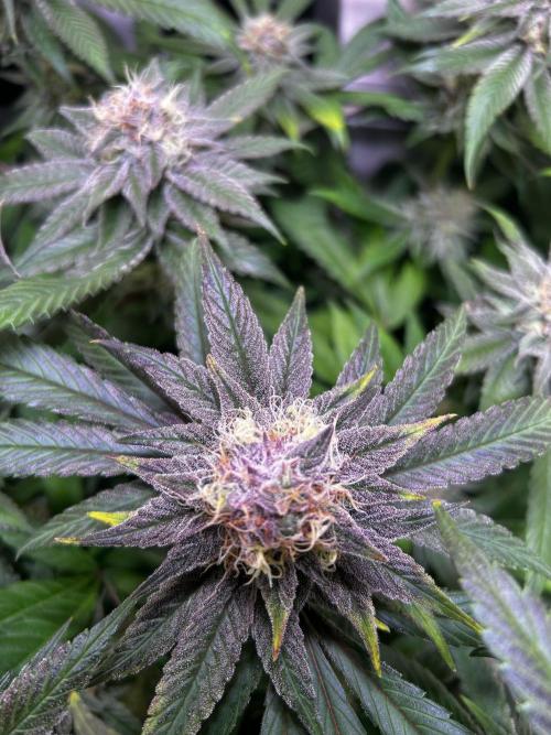 Thunder Banana Reveg.. Week 16